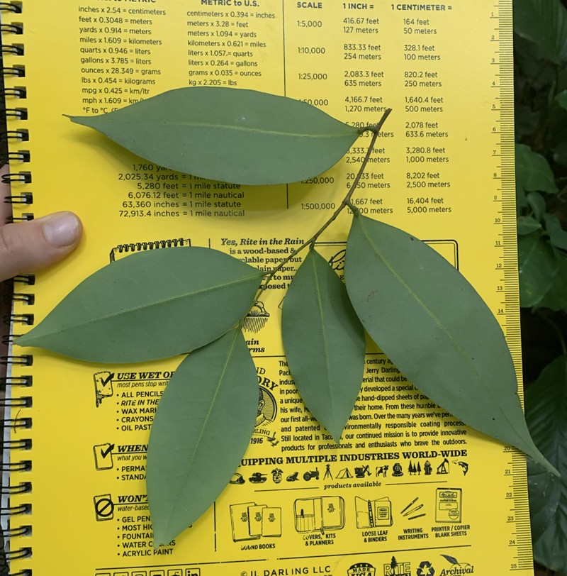 Xylopia rubescens photo 2