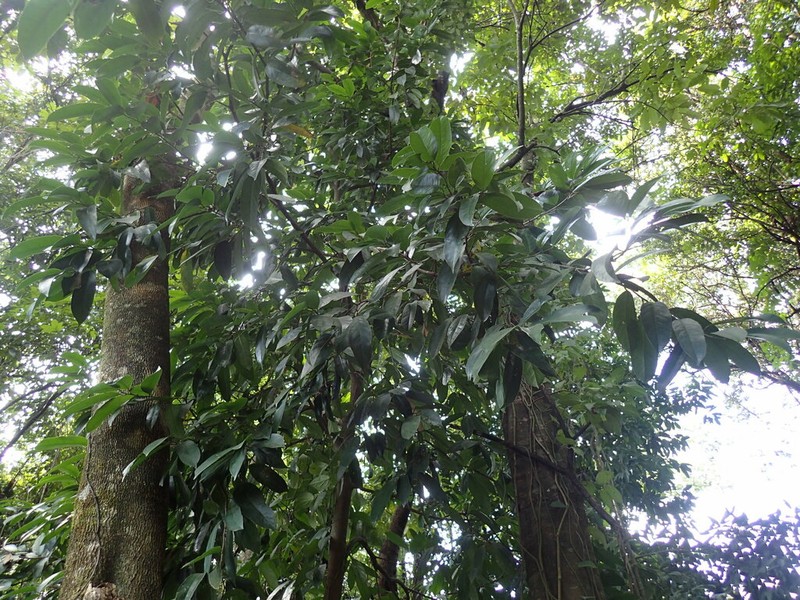 Xylopia rubescens photo 3