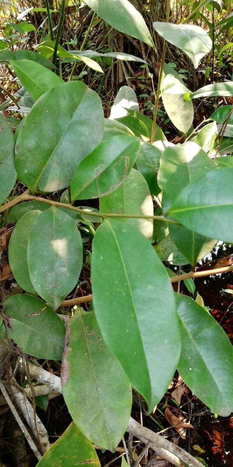 Xylopia rubescens photo 4