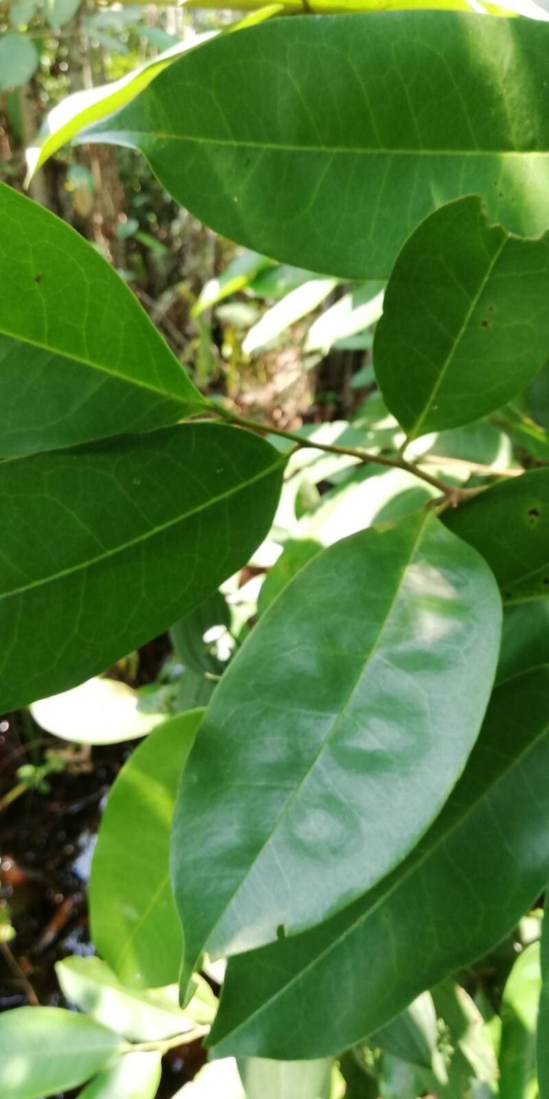 Xylopia rubescens photo 5