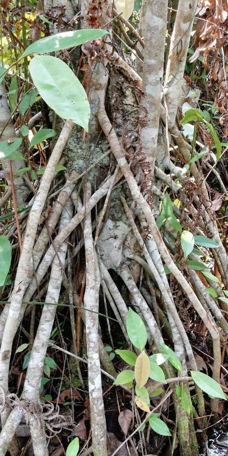 Xylopia rubescens photo 6