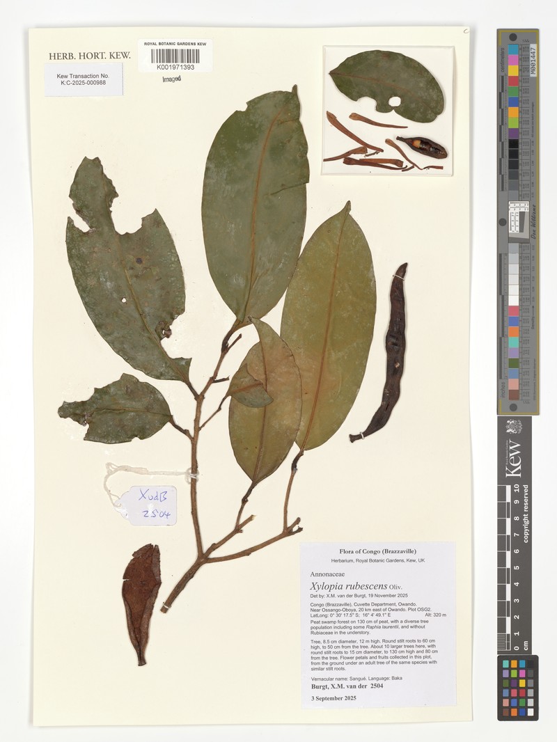 Xylopia rubescens photo 7