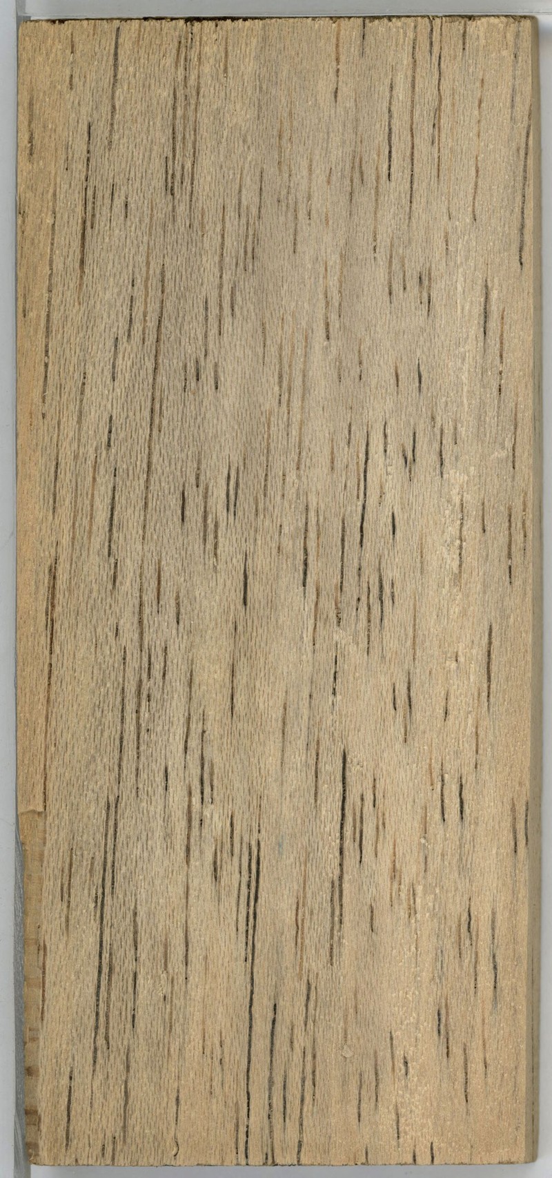 Xylopia rubescens photo 8