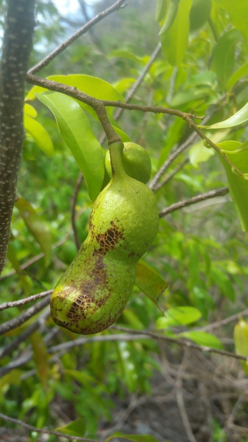 Xylopia sahafariensis photo 2