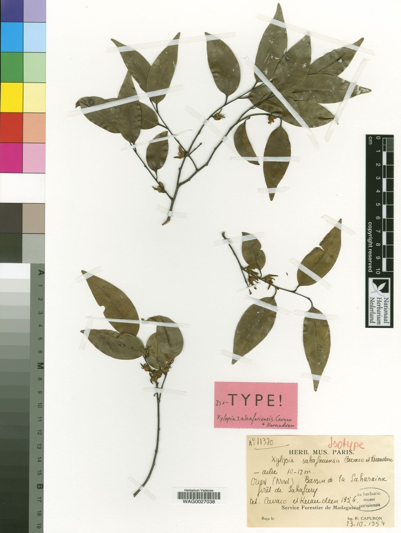 Xylopia sahafariensis photo 3