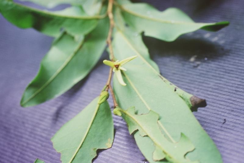 Xylopia sahafariensis