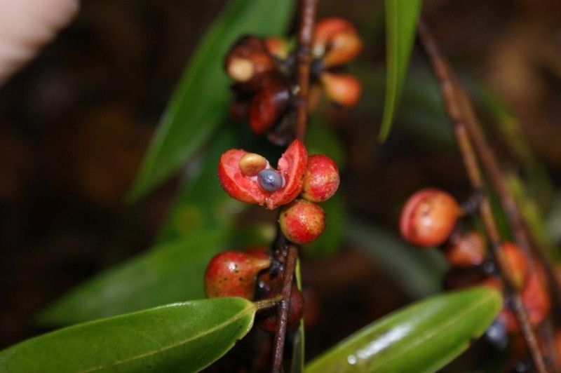 Xylopia sericea