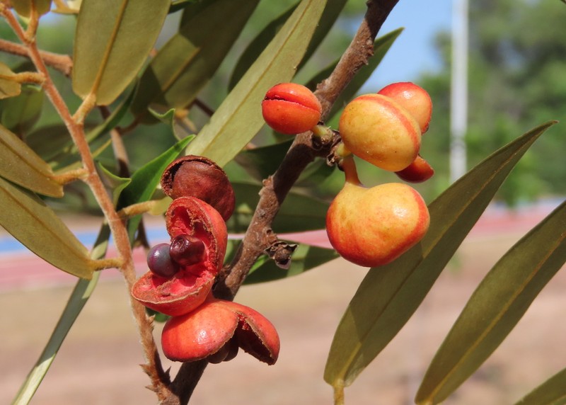 Xylopia sericea photo 2