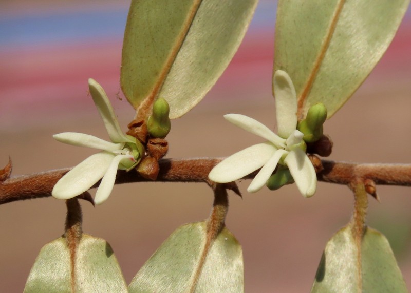 Xylopia sericea photo 3