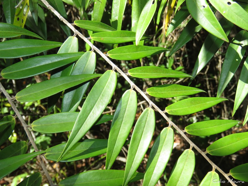 Xylopia sericea photo 4