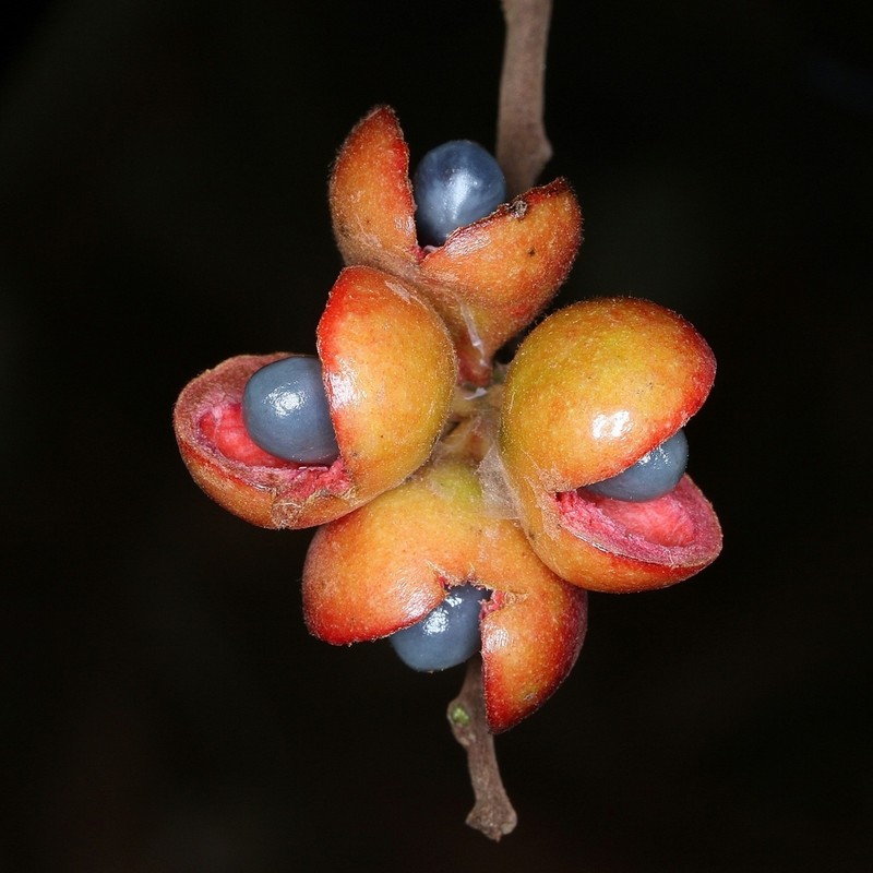 Xylopia sericea photo 5