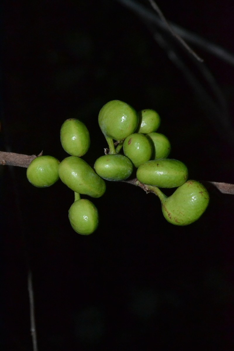 Xylopia sericea photo 7
