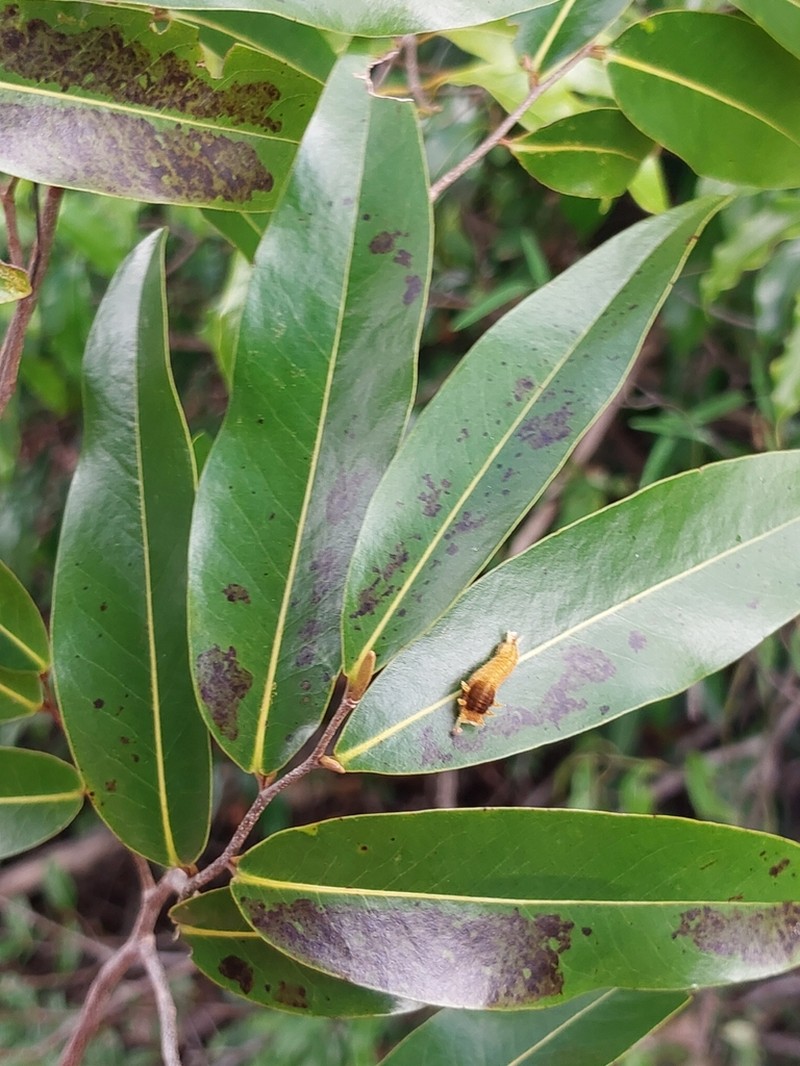 Xylopia sericolampra