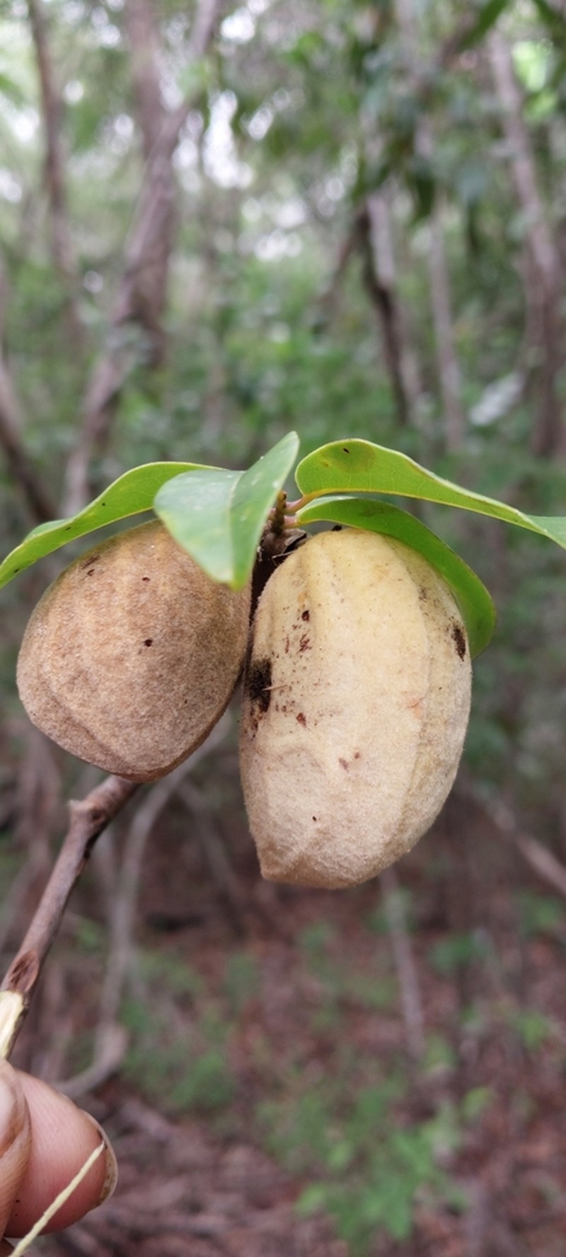 Xylopia sericolampra photo 2