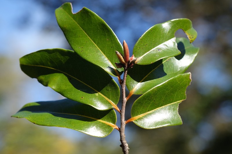Xylopia sericolampra photo 3