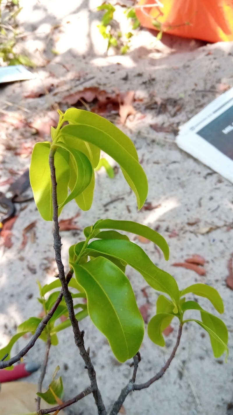 Xylopia sericolampra photo 4