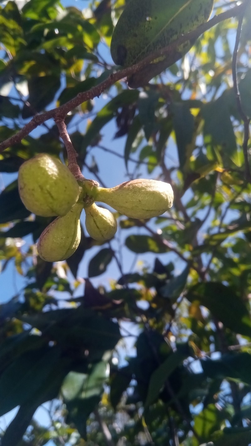 Xylopia sericolampra photo 5