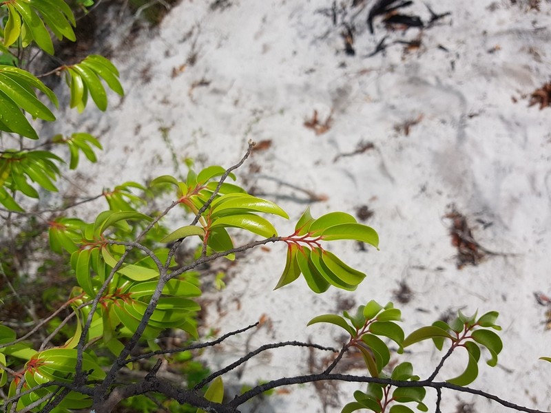 Xylopia sericolampra photo 6