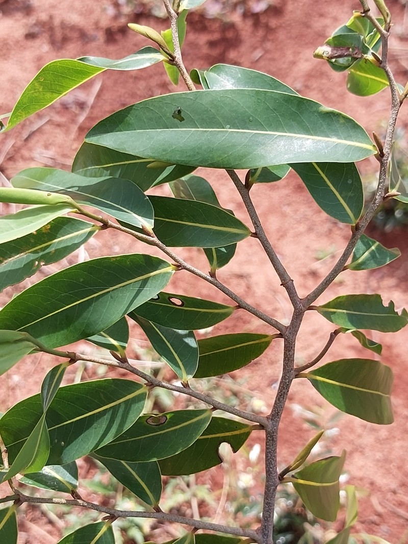 Xylopia sericolampra photo 7