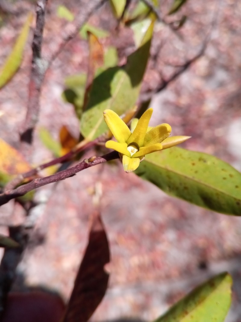 Xylopia sericolampra photo 8
