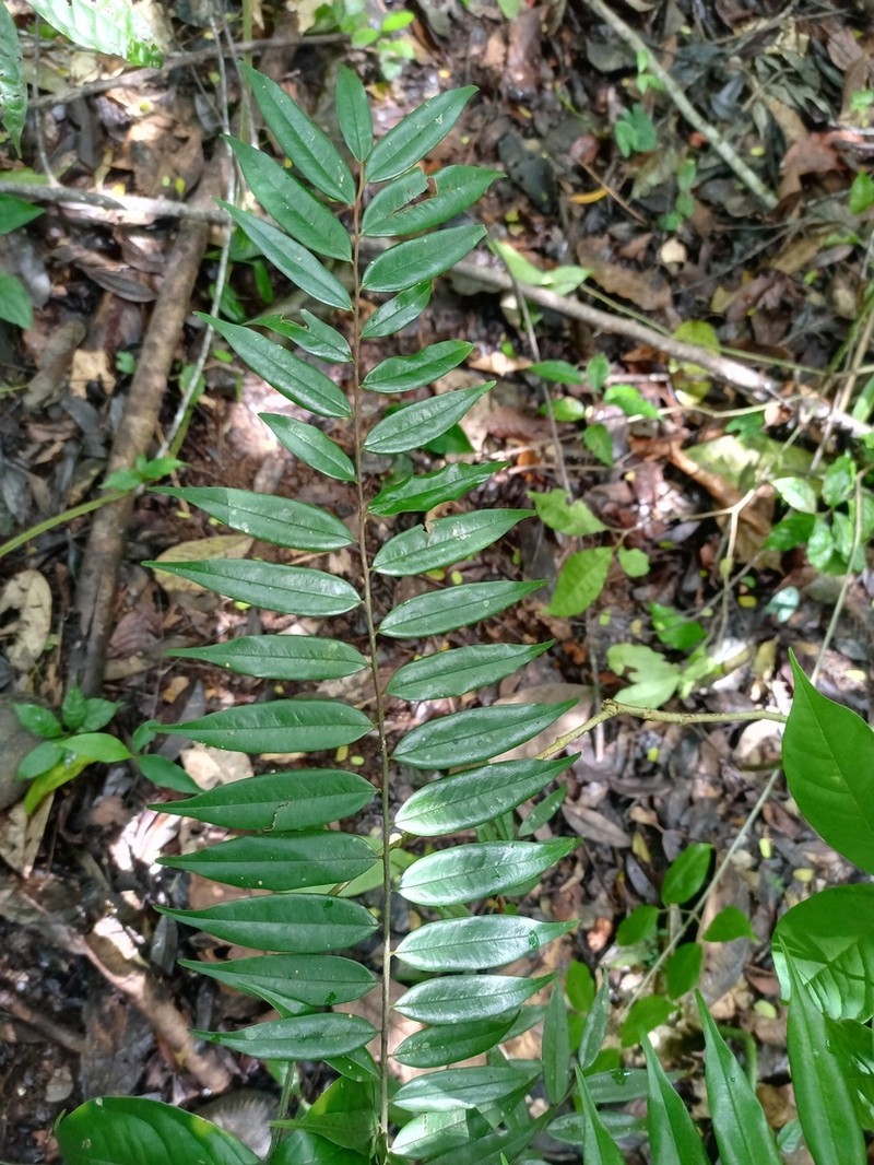 Xylopia sericophylla