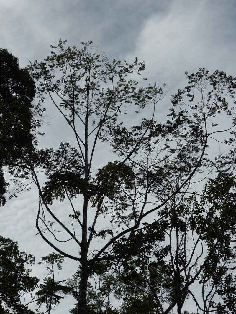 Xylopia sericophylla photo 3
