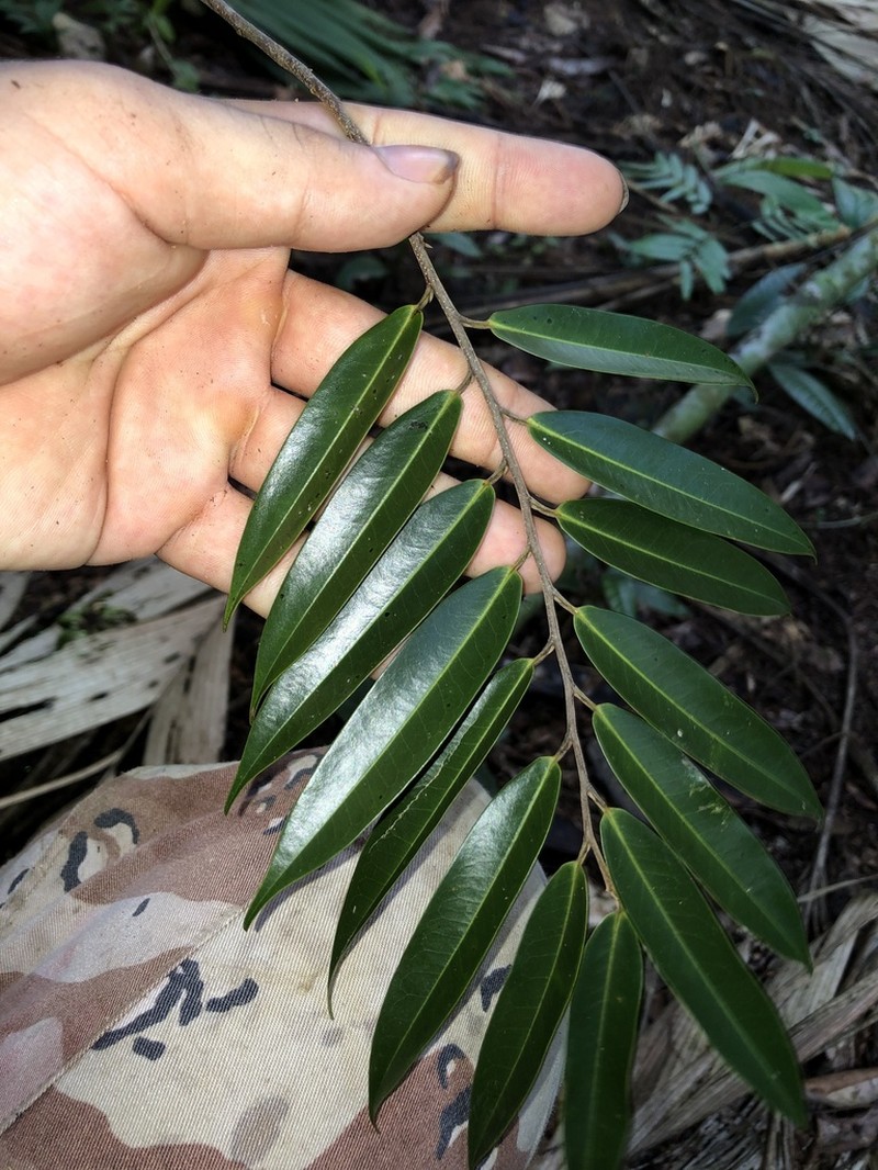 Xylopia sericophylla photo 4