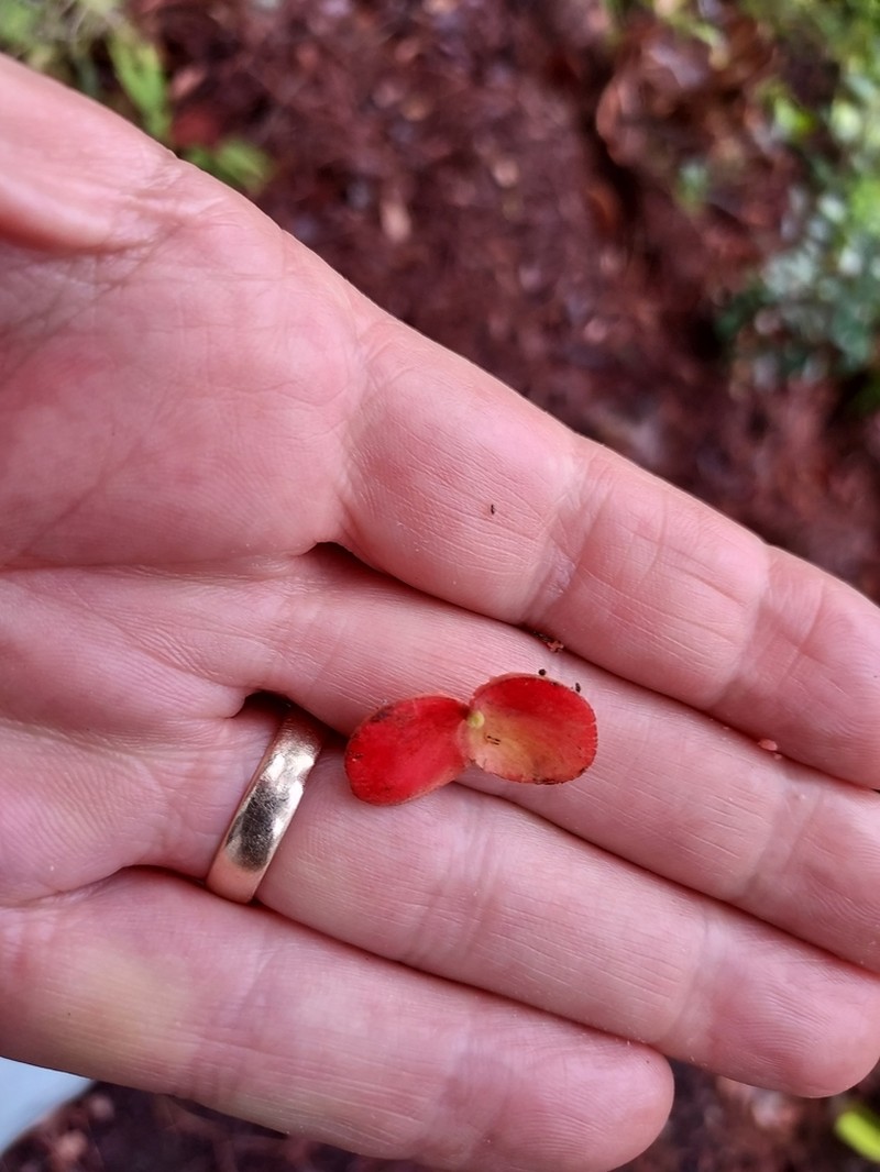 Xylopia sericophylla photo 5