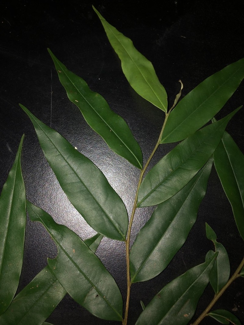 Xylopia sericophylla photo 6