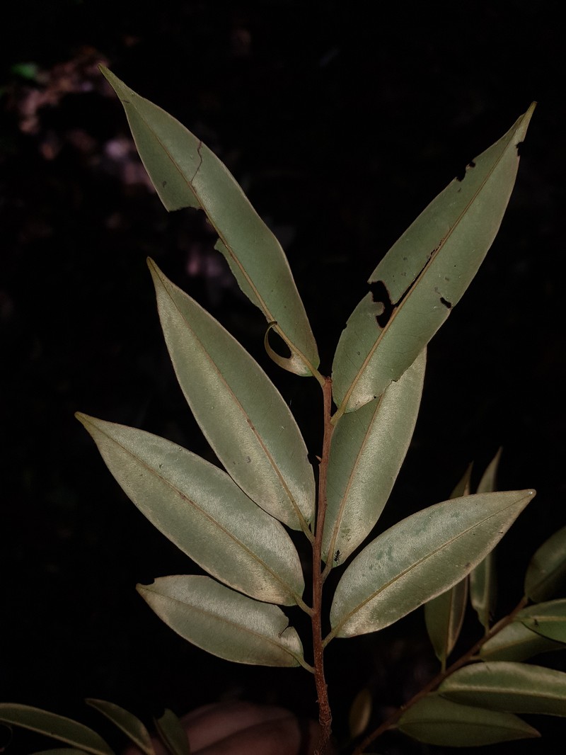 Xylopia sericophylla photo 8