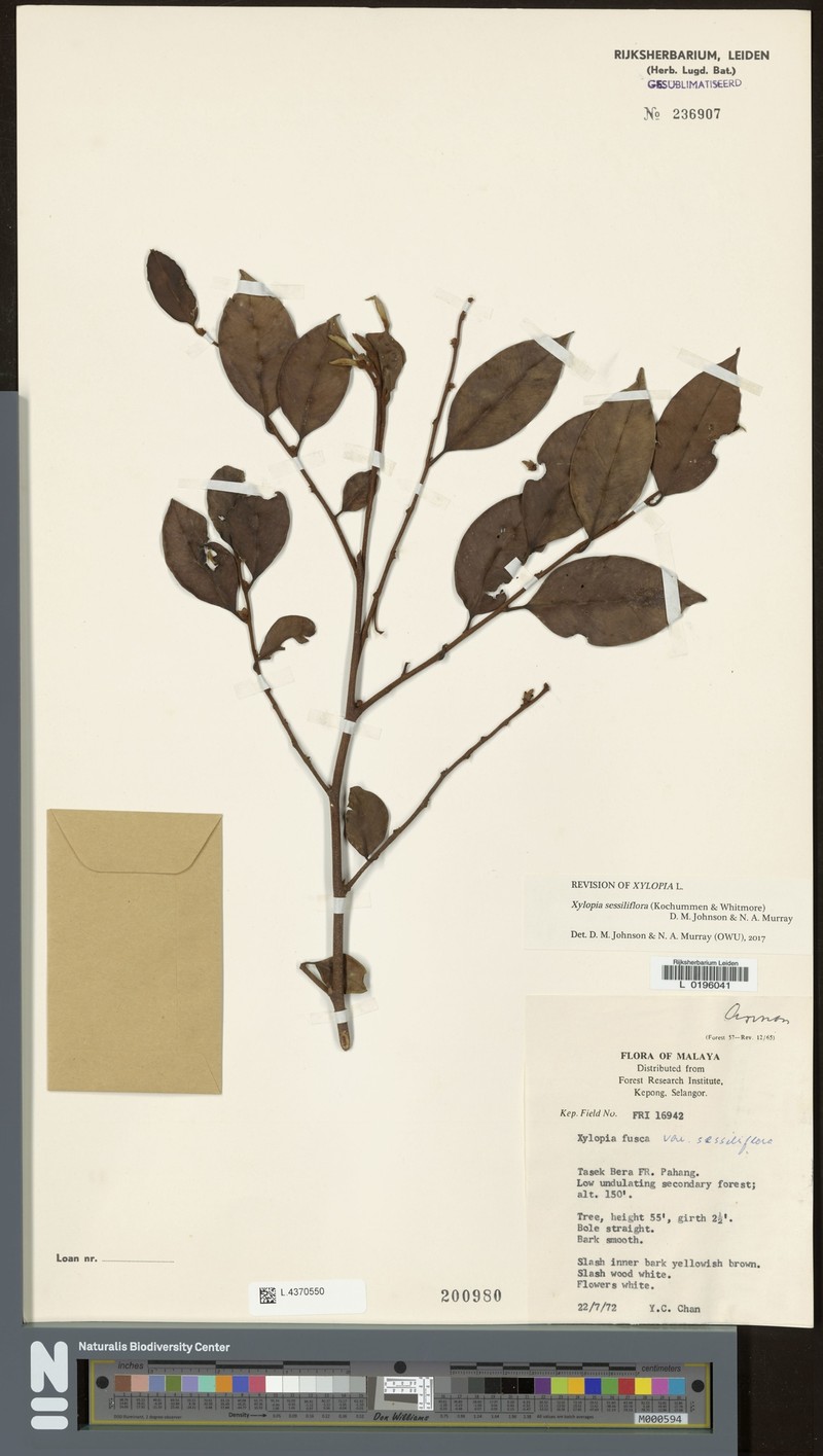 Xylopia sessiliflora
