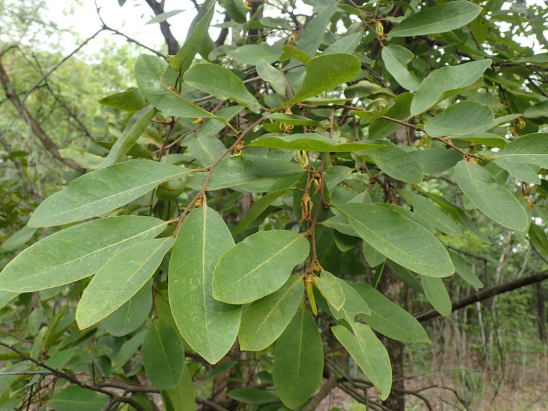 Xylopia shirensis
