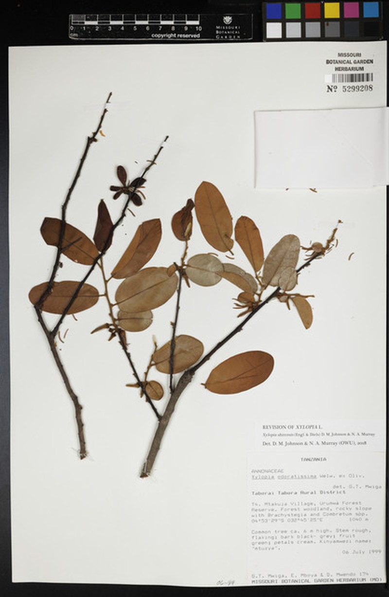 Xylopia shirensis photo 3