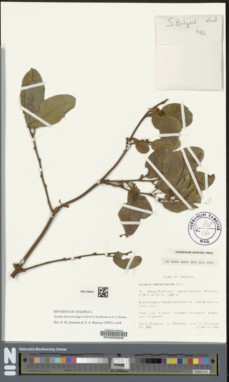 Xylopia shirensis photo 4