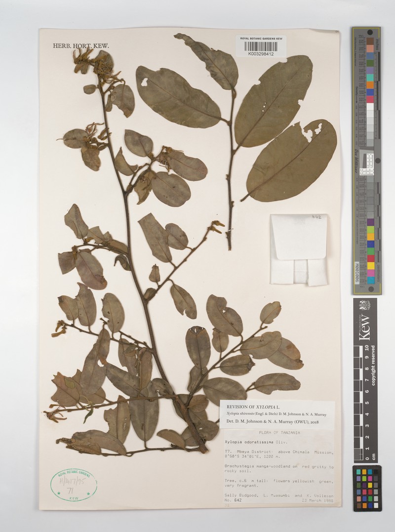Xylopia shirensis photo 5