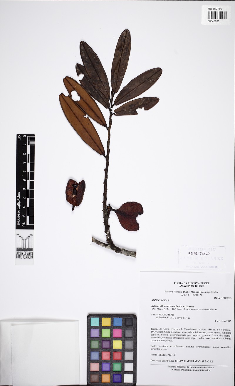 Xylopia spruceana