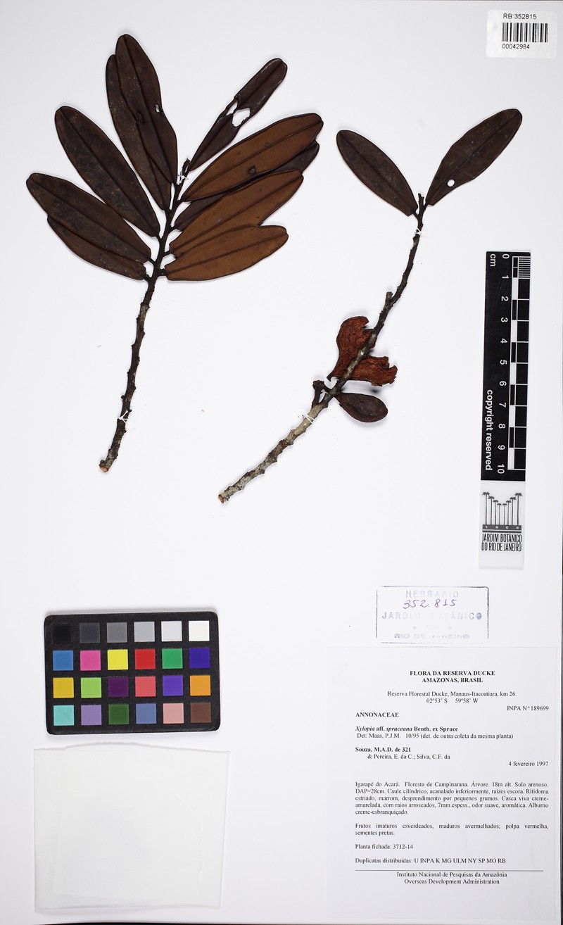 Xylopia spruceana photo 2