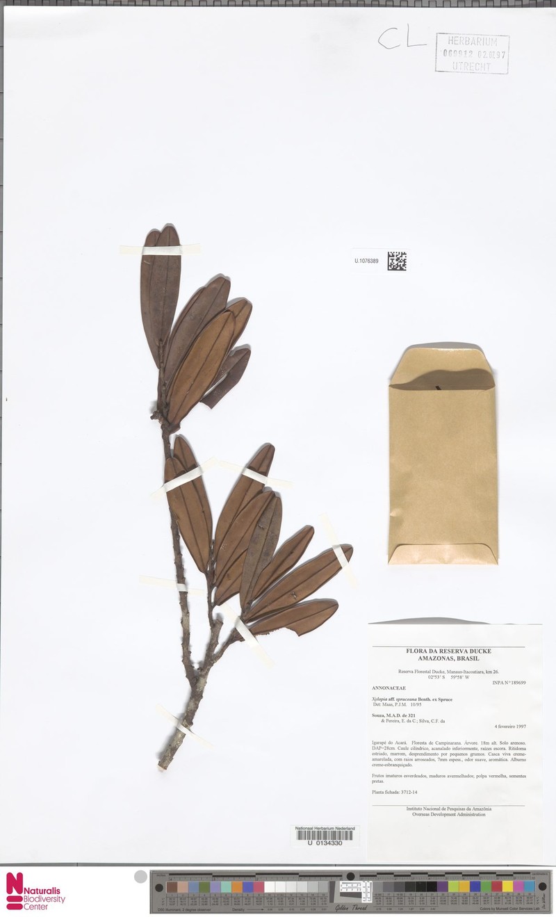 Xylopia spruceana photo 3