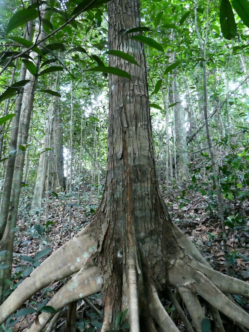 Xylopia staudtii photo 2