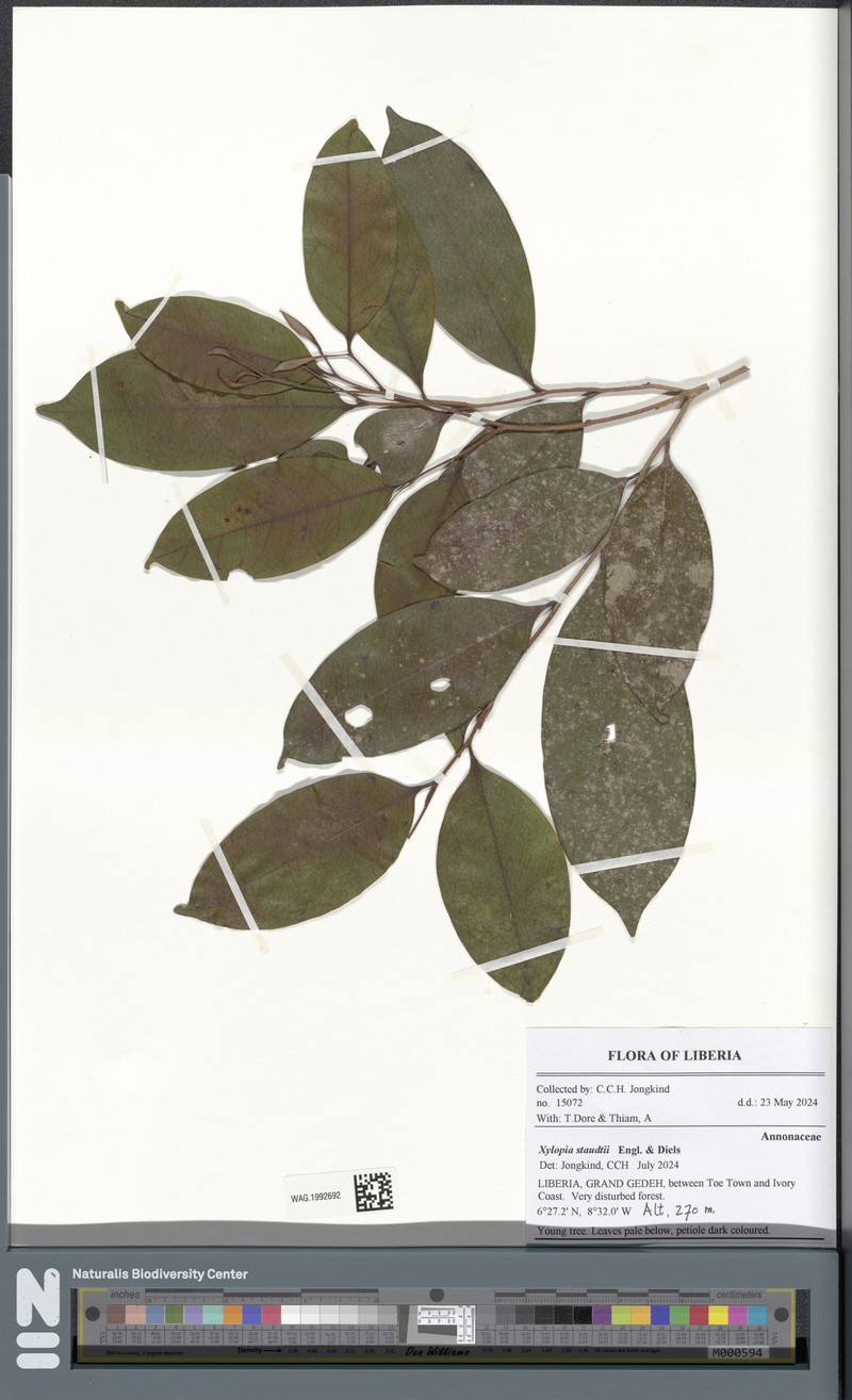Xylopia staudtii photo 4