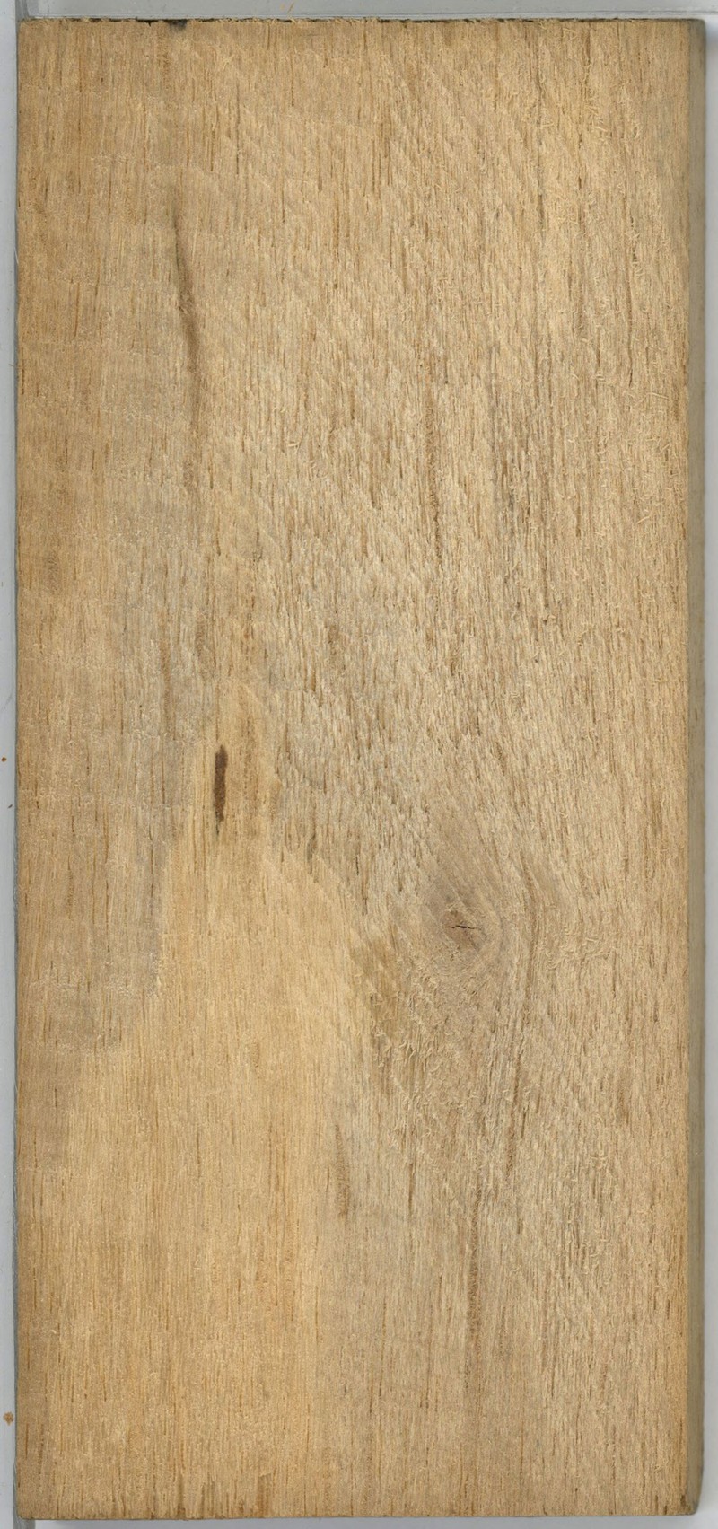 Xylopia staudtii