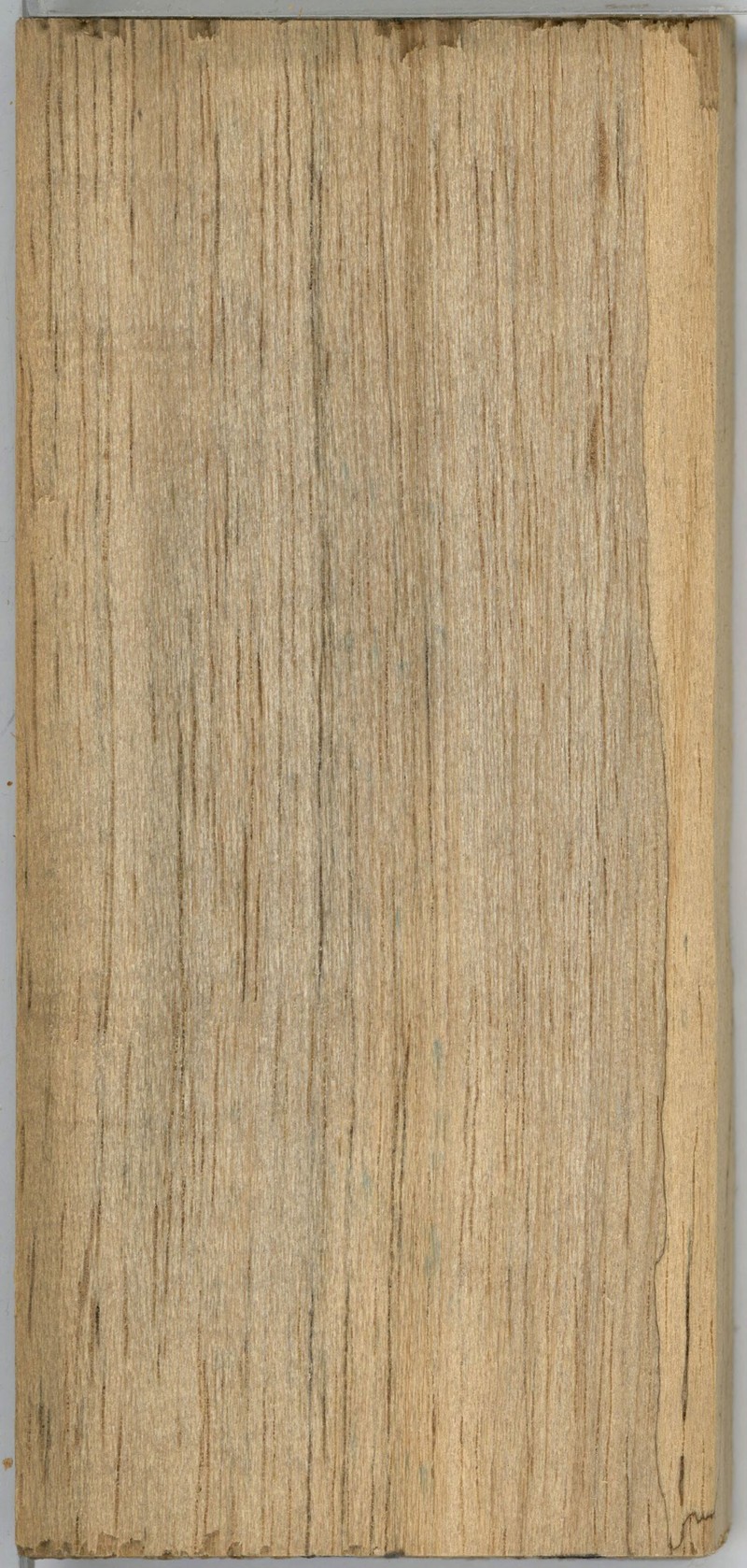 Xylopia staudtii photo 5