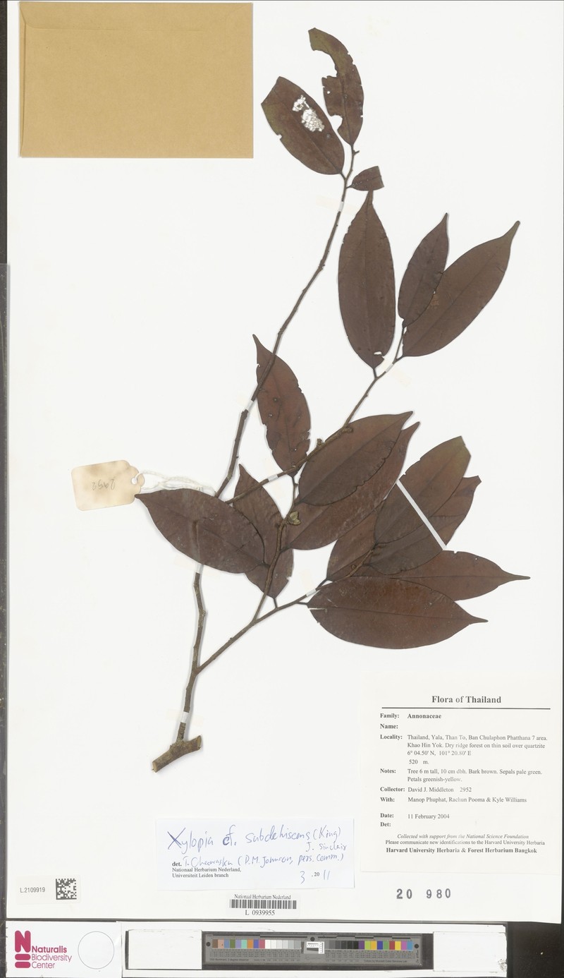 Xylopia subdehiscens