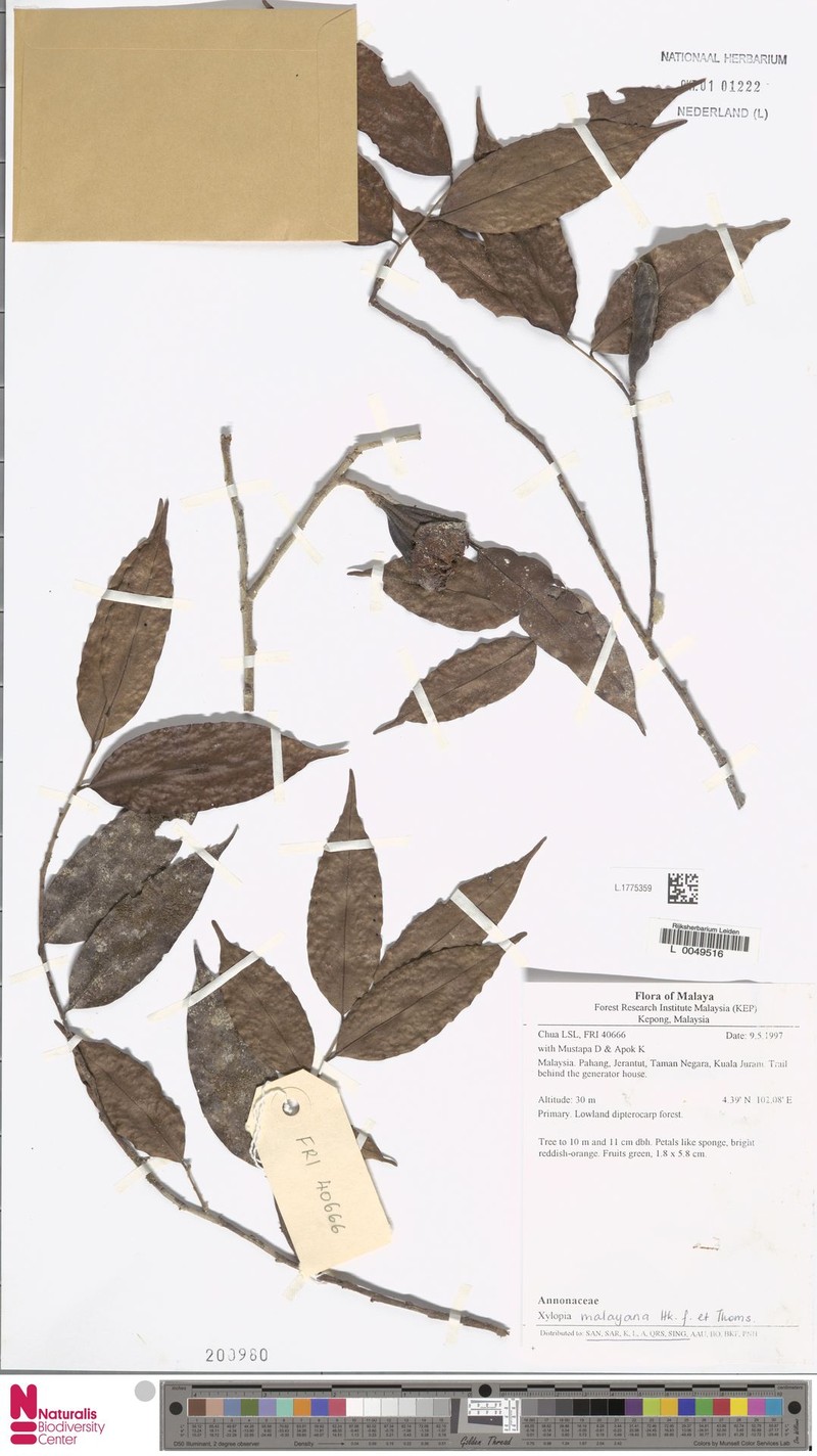 Xylopia subdehiscens photo 2