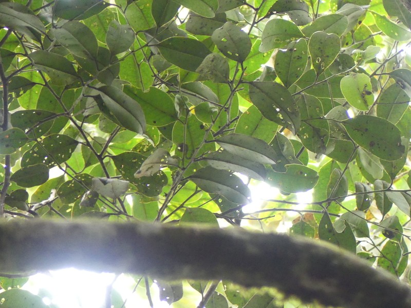 Xylopia sumatrana photo 2