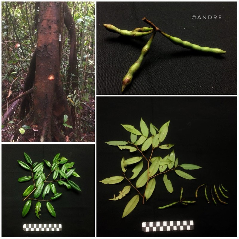 Xylopia sumatrana photo 3
