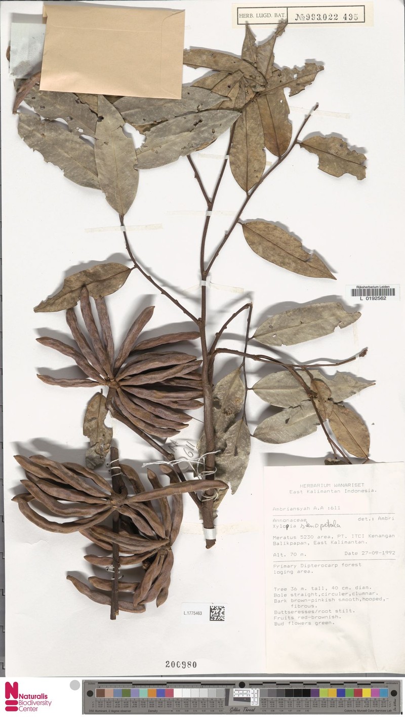 Xylopia sumatrana photo 4