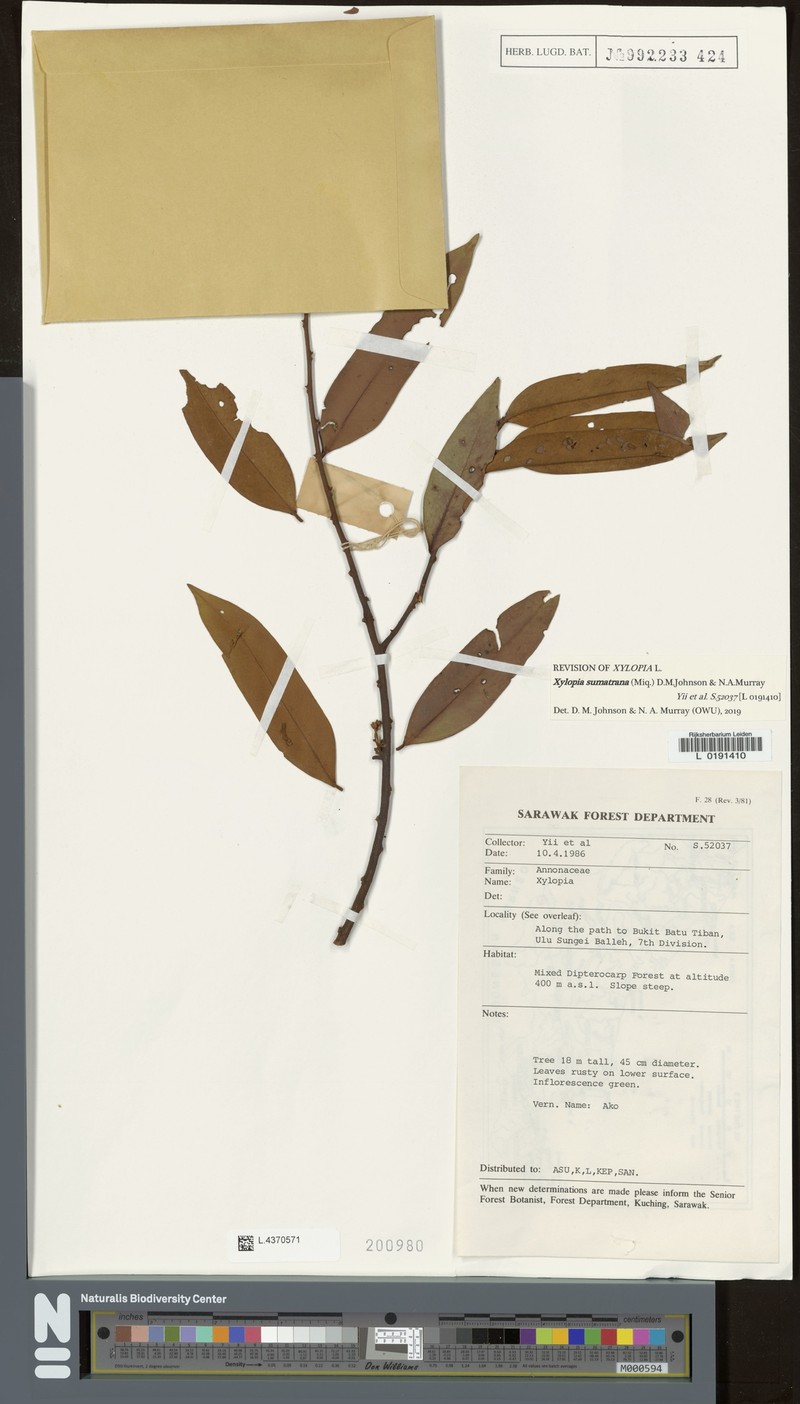 Xylopia sumatrana photo 5