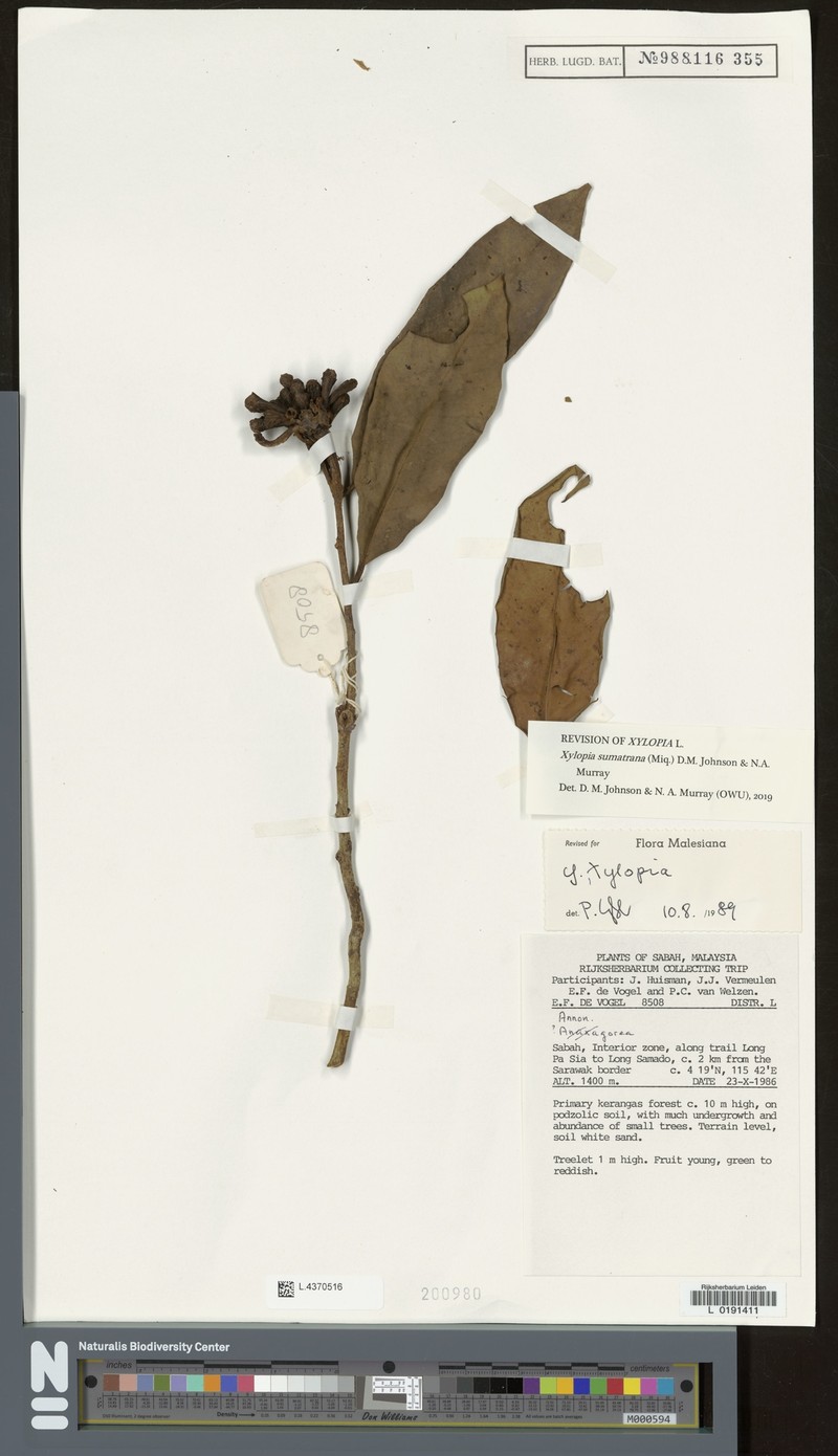 Xylopia sumatrana photo 6