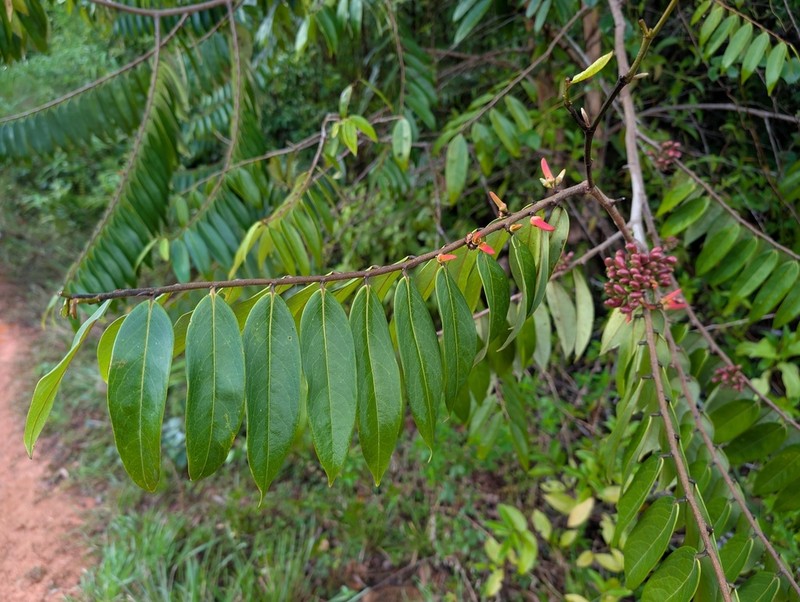 Xylopia surinamensis